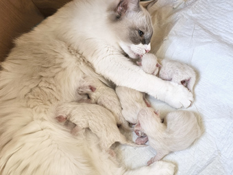 Mama mit Babies