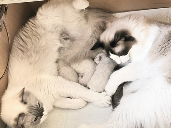 Mama, Bibi und Babies