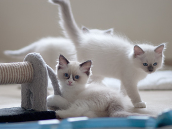 Vulkandolls Daenerys + Dahlia