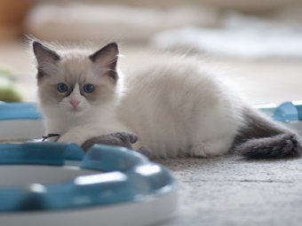 Vulkandolls Draco Negro