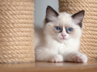 Vulkandolls Daenerys