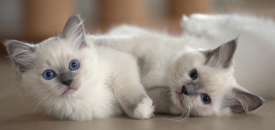 Vulkandolls Daisy & Dahlia