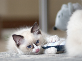 Vulkandolls Daenerys