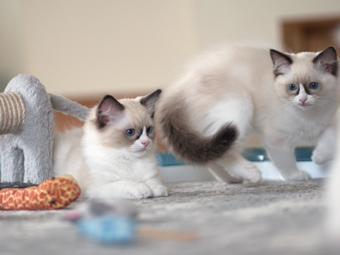 Vulkandolls Daenerys & Draco Negro