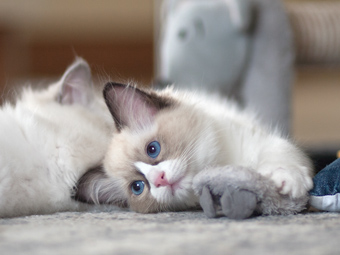 Vulkandolls Draco Negro