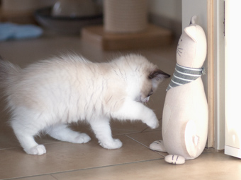 Vulkandolls Draco Negro