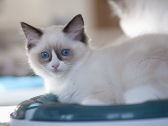 Vulkandolls Daenerys