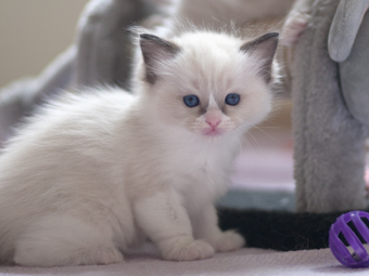 Vulkandolls Daenerys