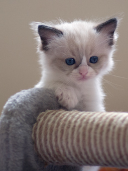 Vulkandolls Draco Negro