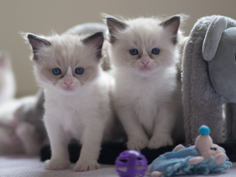 Vulkandolls Daenerys + Draco Negro