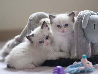 Vulkandolls Daenerys + Draco Negro