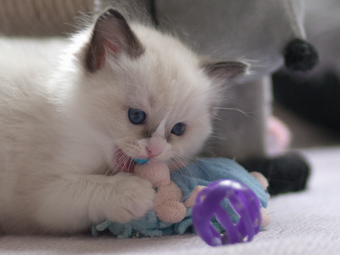 Vulkandolls Daenerys