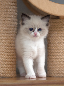 Vulkandolls Draco Negro