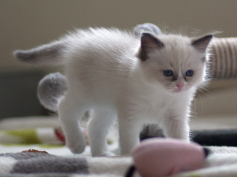 Vulkandolls Daenerys