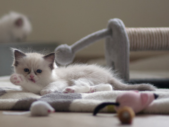 Vulkandolls Daenerys