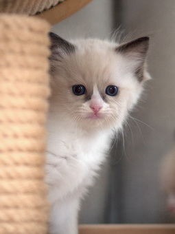 Vulkandolls Daenerys