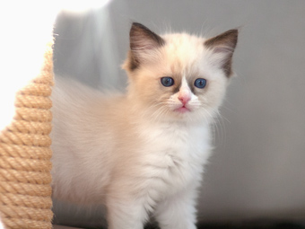 Vulkandolls Daenerys