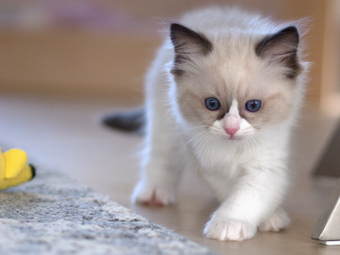 Vulkandolls Draco Negro