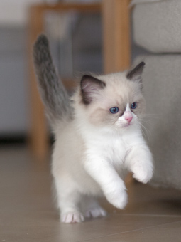 Vulkandolls Draco Negro