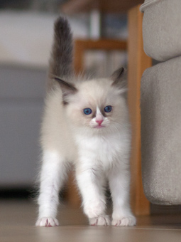 Vulkandolls Daenerys