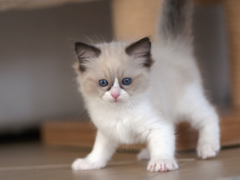 Vulkandolls Draco Negro