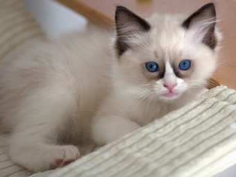 Vulkandolls Daenerys