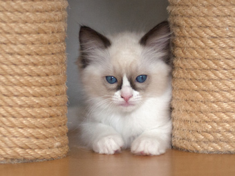 Vulkandolls Daenerys