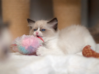 Vulkandolls Draco Negro