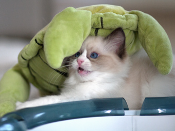 Vulkandolls Draco Negro