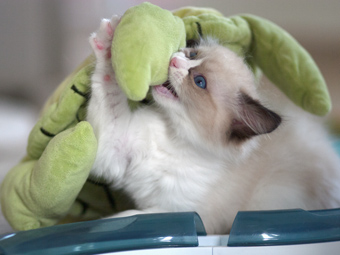 Vulkandolls Draco Negro