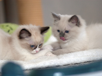 Vulkandolls DaVinci + Draco Negro