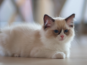 Vulkandolls Draco Negro