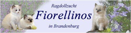 Fiorellinos - Ragdolls aus Brandenburg